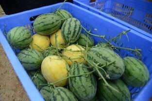 吃瓜群群名网红